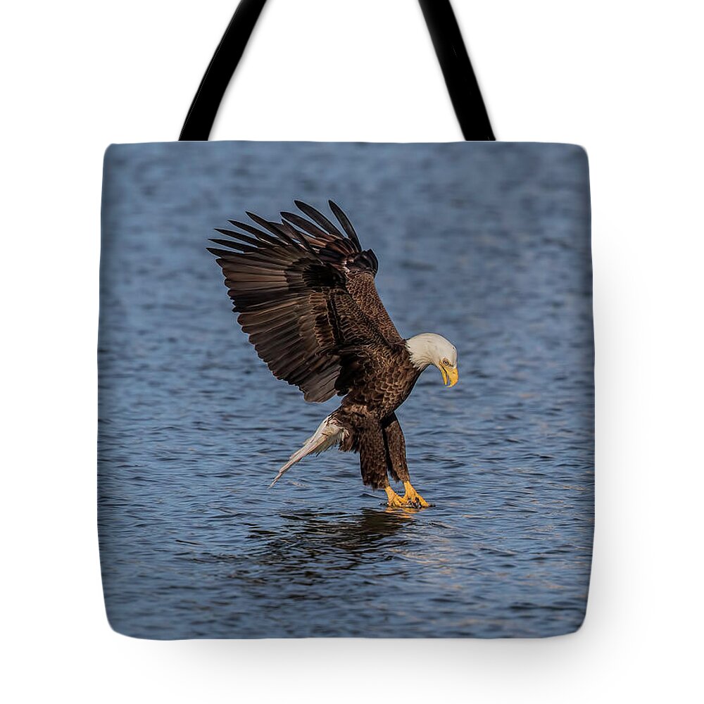 Bald Eagle Tote Bag featuring the photograph Eagle Fishing by Justin Battles