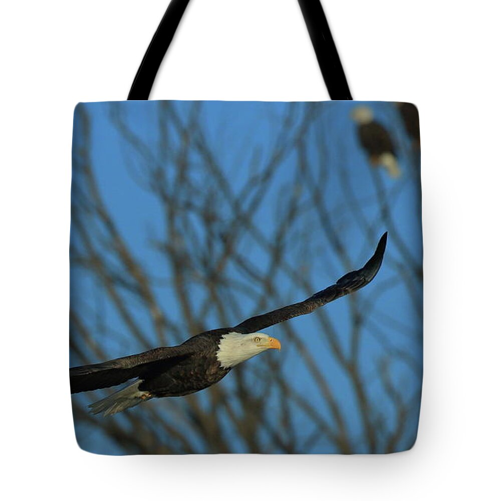 Eagle Tote Bag featuring the photograph Eagle Gang by Coby Cooper