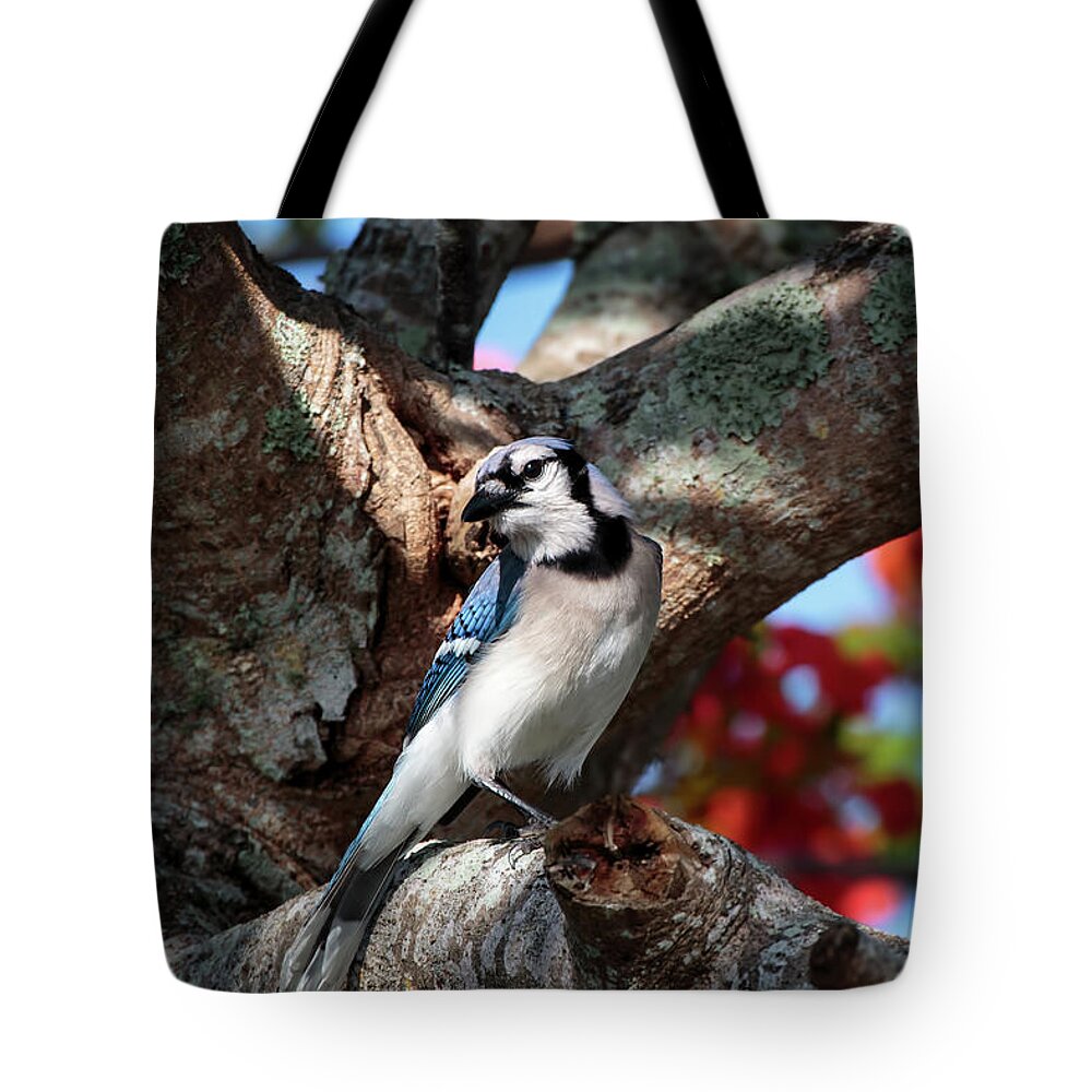 Florida Tote Bag featuring the photograph Eagle Lakes Park - Northern Blue Jay at Rest by Ronald Reid