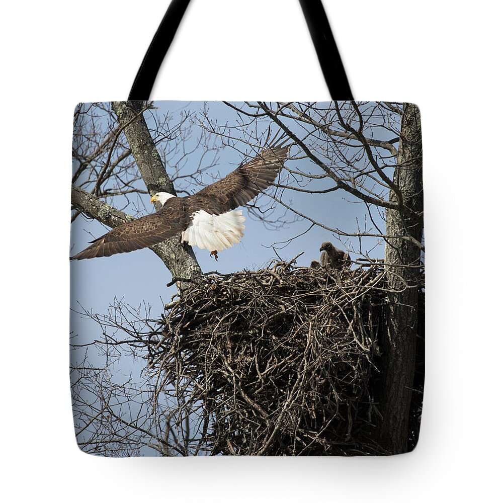 Bald Eagle. Eagle Tote Bag featuring the photograph Eagle Peeps by Art Cole