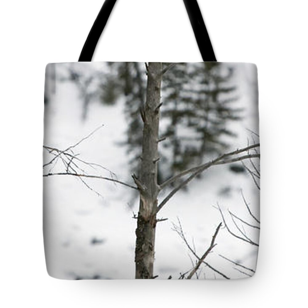 Eagles Tote Bag featuring the photograph Eagle Tree by Mary Haber