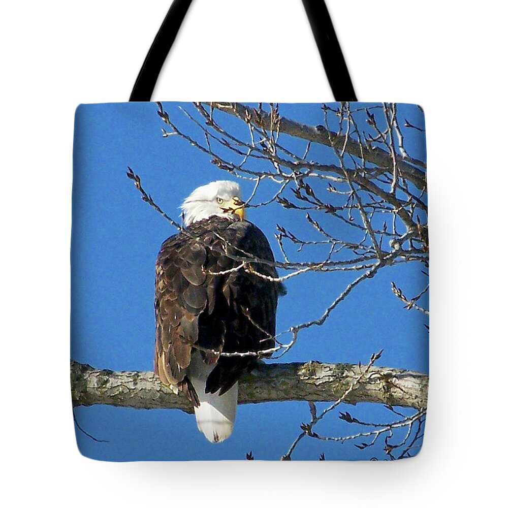 Color Photography Tote Bag featuring the photograph Eagle Watch by Sue Stefanowicz
