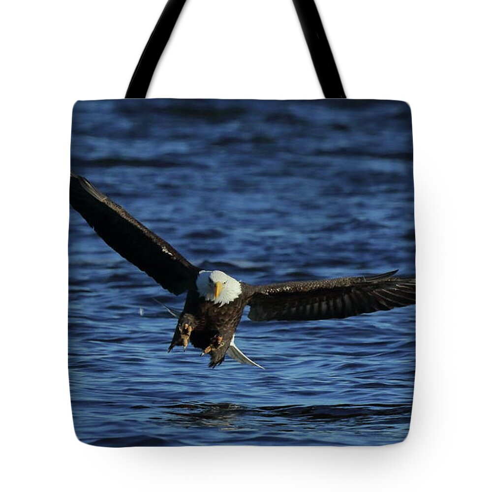 Eagle Tote Bag featuring the photograph Eagle with talons up by Coby Cooper