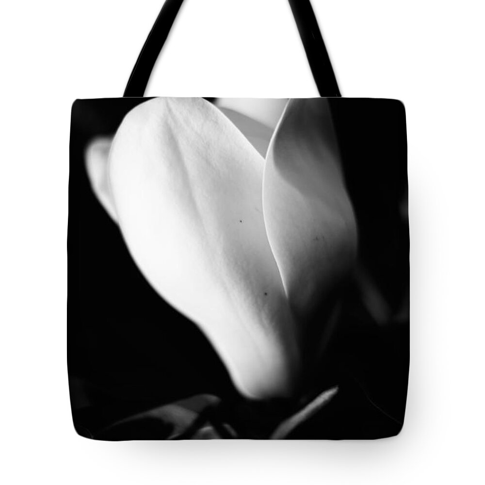 Magnolia Tote Bag featuring the photograph Early Stages by Metaphor Photo