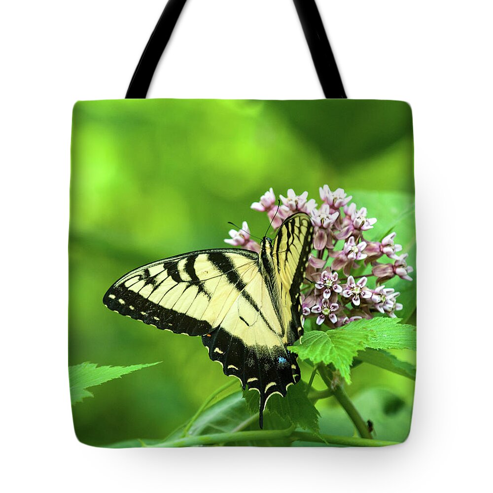 Butterfly Tote Bag featuring the photograph Eastern Tigerswallowtail on Milkweed by Lara Ellis