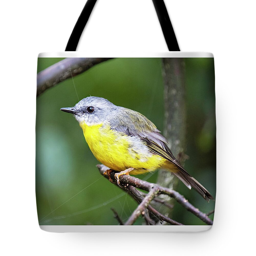 Robin Tote Bag featuring the photograph Eastern Yellow Robin on a branch by Catherine Reading