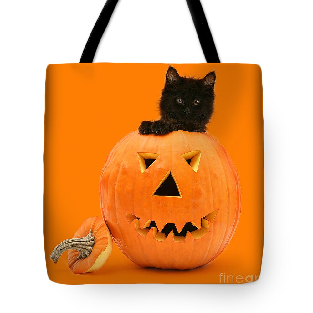 Maine Coon Tote Bag featuring the photograph Eaten by a Giant Pumpkin by Warren Photographic