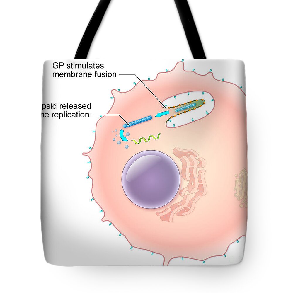 Illustration Tote Bag featuring the photograph Ebola Virus Replication 3 Of 5 by Evan Oto