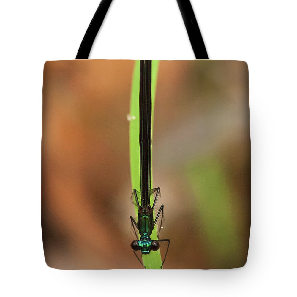 Damselfly Tote Bag featuring the photograph Ebony Jewelwing by Paul Rebmann