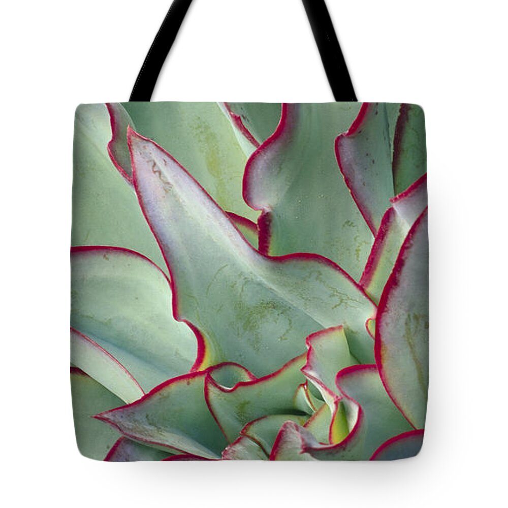 Green Wall Tote Bag featuring the photograph Echeveria subrigida by Saxon Holt