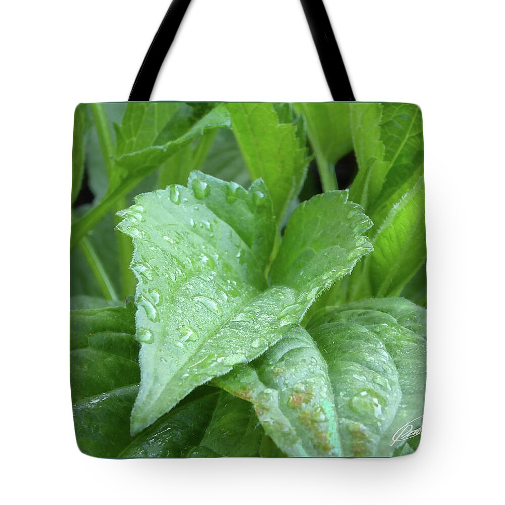 Coneflower Tote Bag featuring the photograph Echinacea After the Rain I by Leon deVose