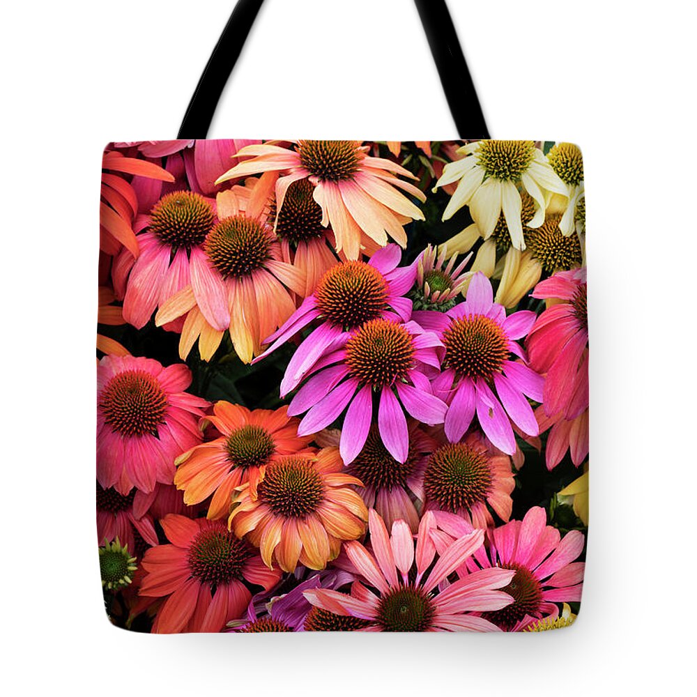 Echinacea Cheyenne Spirit Tote Bag featuring the photograph Echinacea Colour by Tim Gainey