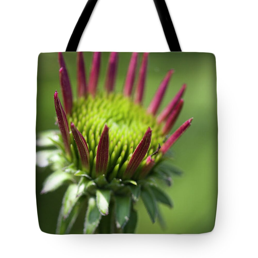 Echinacea Tote Bag featuring the photograph Echinacea Coneflower Bud by Kathy Clark