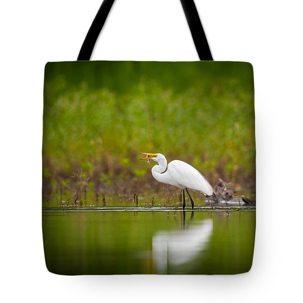 Nature Tote Bag featuring the photograph Egret Feeding by Jeff Phillippi