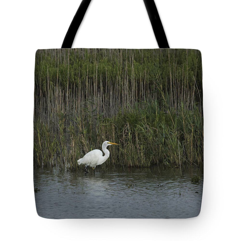 Birds Tote Bag featuring the photograph Egret on the Hunt by Paul Ross