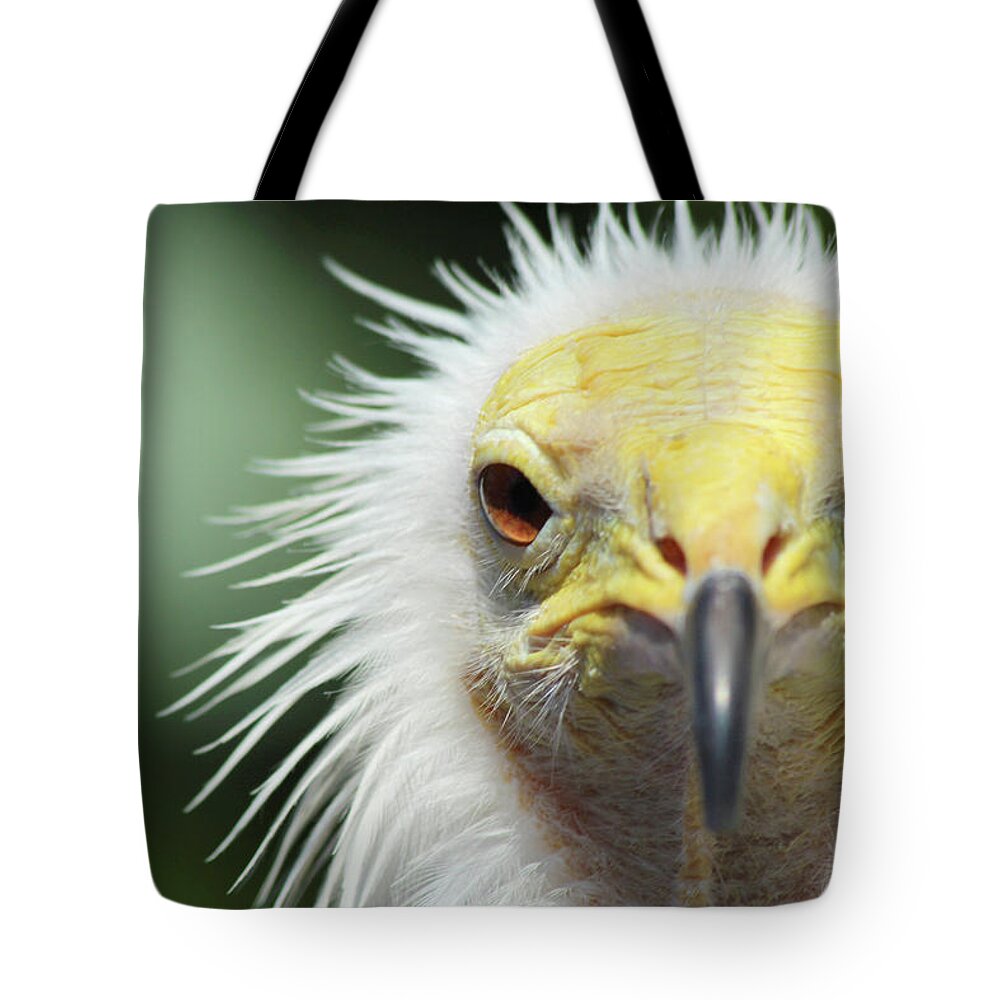 Egyptian Vulture Tote Bag featuring the photograph Egyptian Vulture by David Stasiak