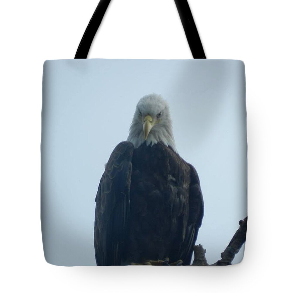 Eagle Tote Bag featuring the photograph Elegant Eagle by Krys Whitney