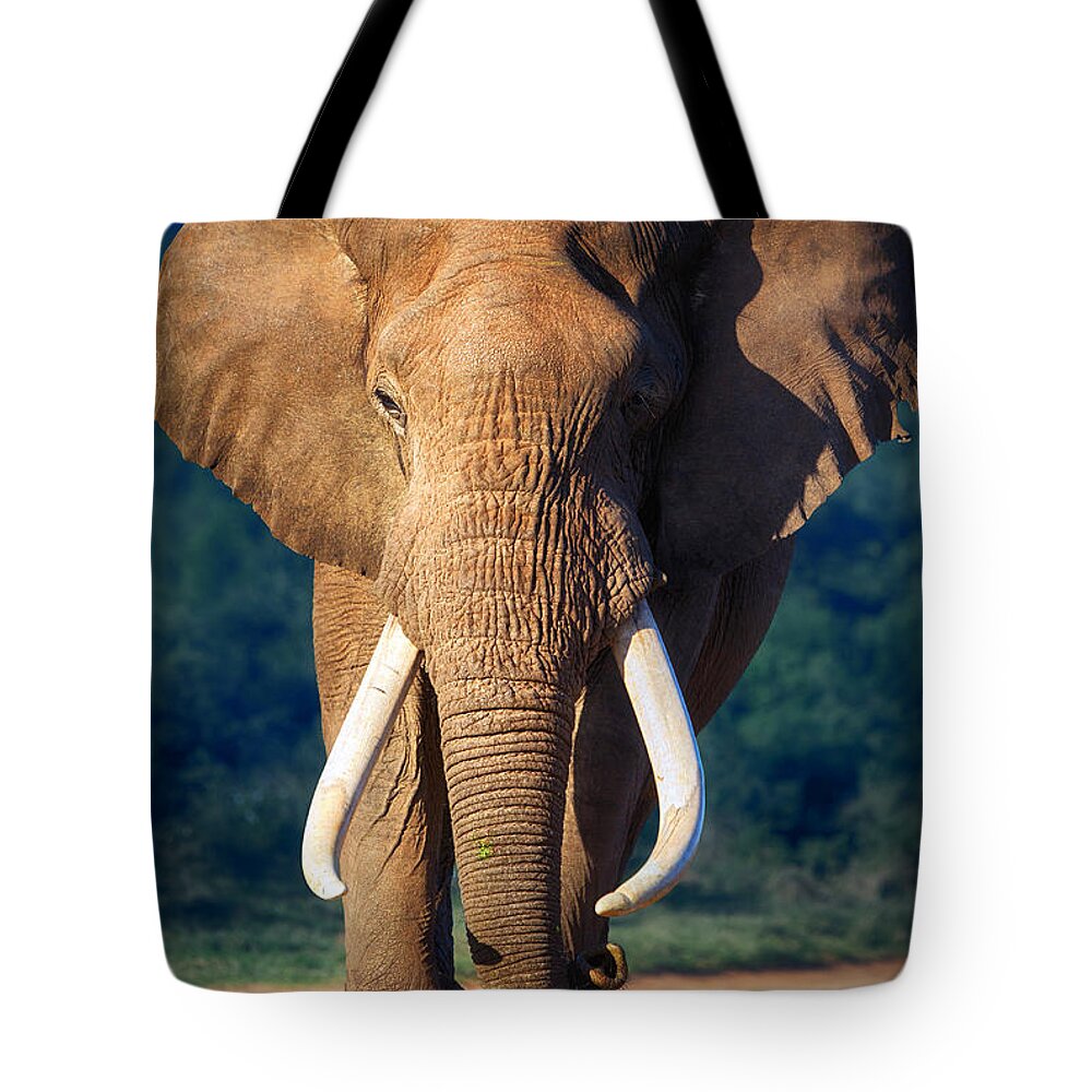 Elephant Tote Bag featuring the photograph Elephant approaching by Johan Swanepoel
