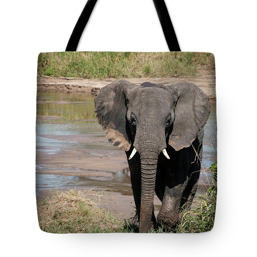 Africa Tote Bag featuring the photograph Elephant at the River by Mary Lee Dereske