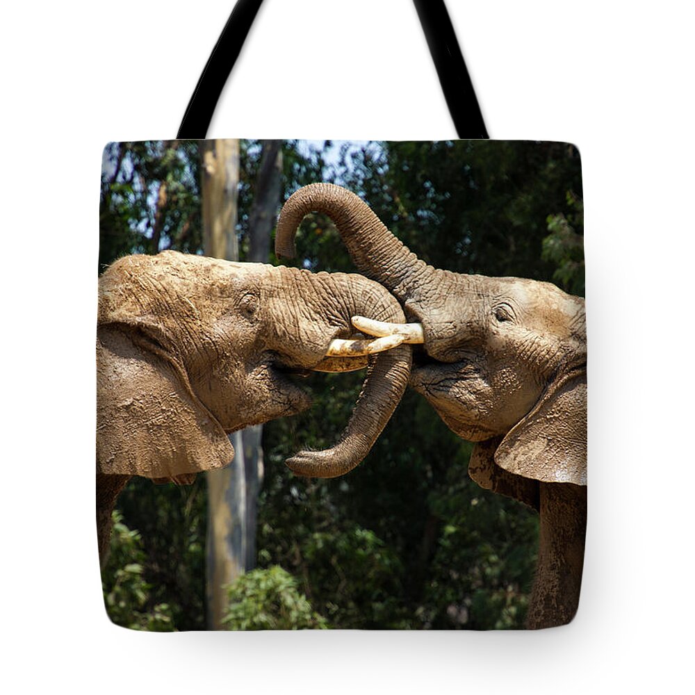 Playing Tote Bag featuring the photograph Elephant Play by Anthony Jones