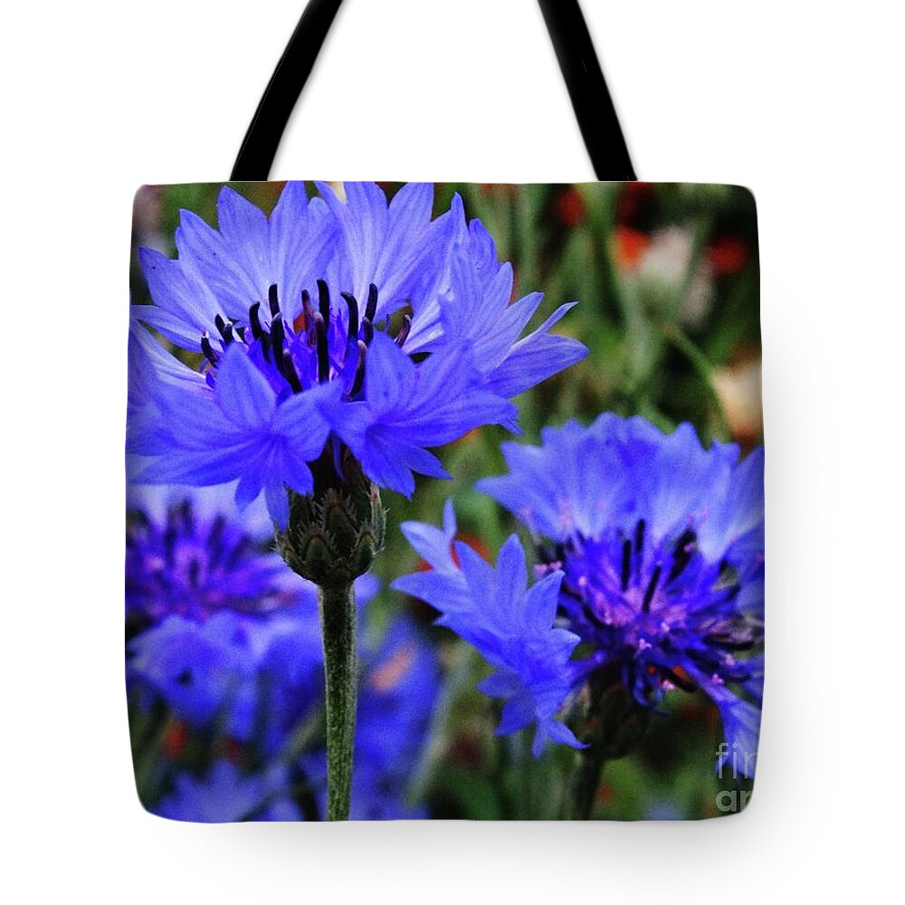 Bachelor Buttons Tote Bag featuring the photograph Eligible Bachelors by J L Zarek