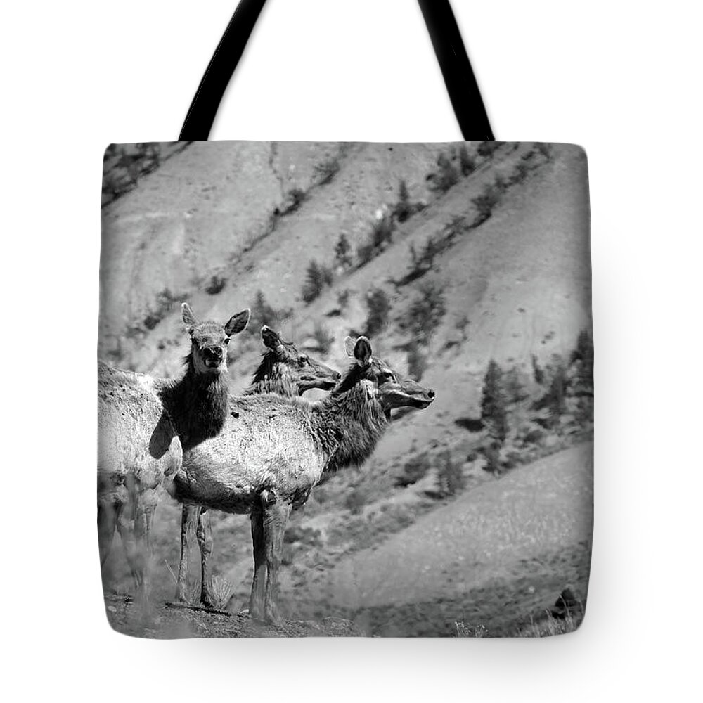Elk Tote Bag featuring the photograph Elk 19 by JustJeffAz Photography