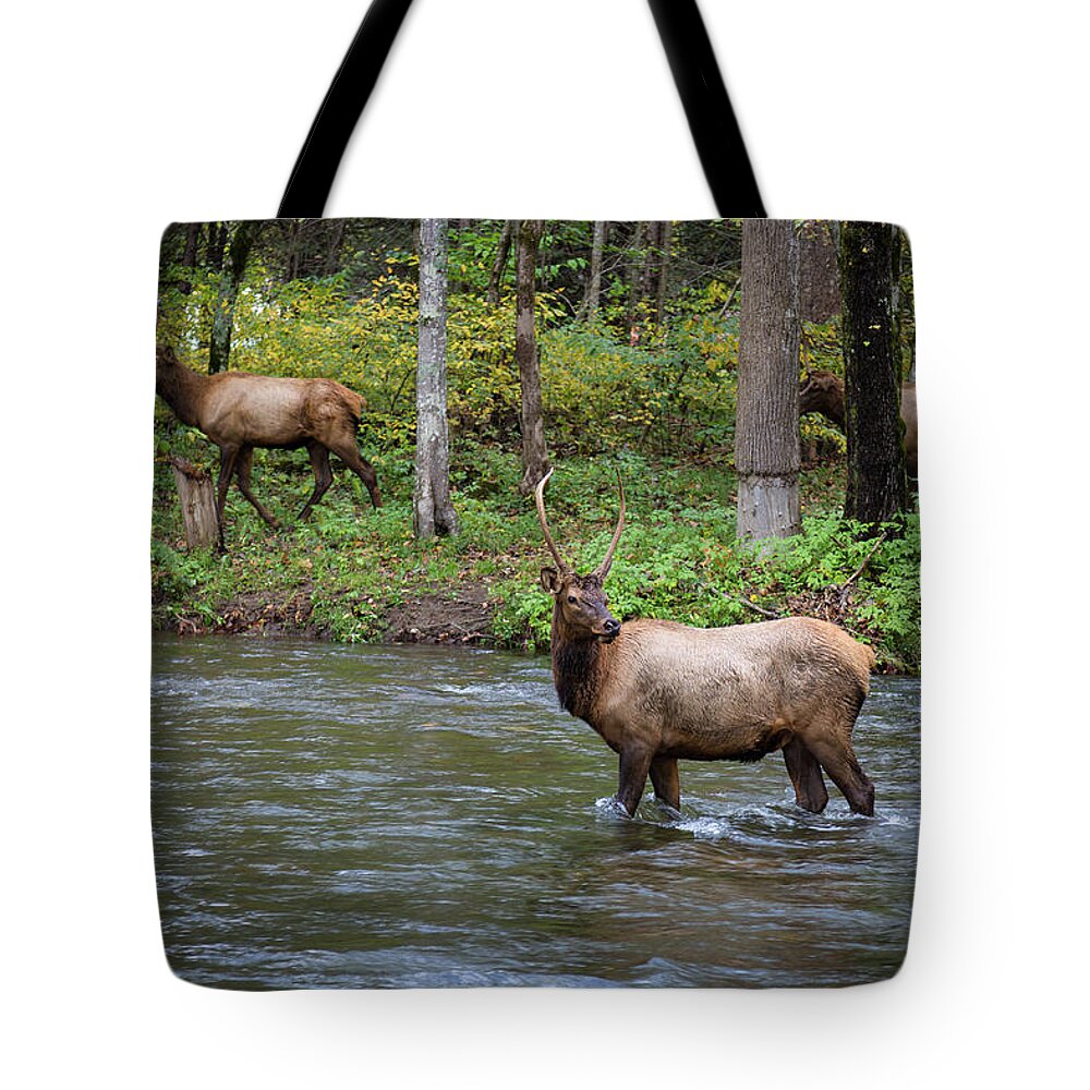 Elk Tote Bag featuring the photograph Elks by the Stream by Tim Stanley