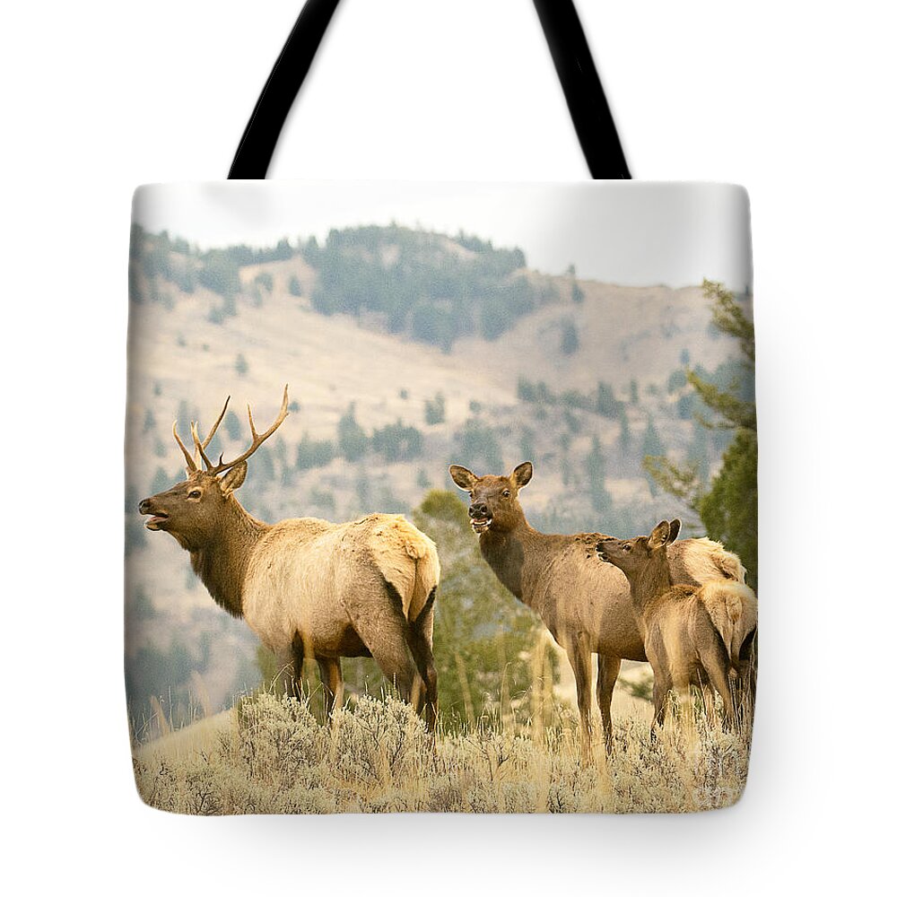 Mammal Tote Bag featuring the photograph Elk Family by Dennis Hammer