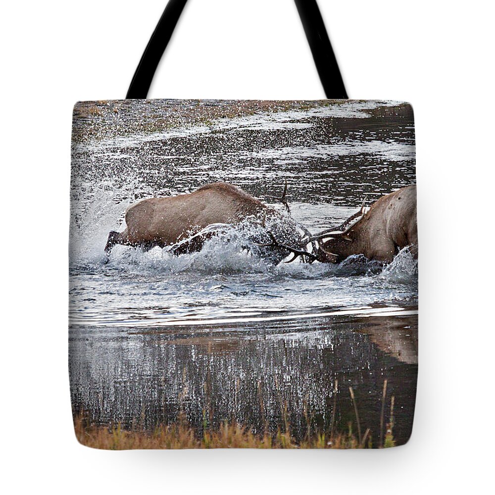 Elk Tote Bag featuring the photograph Elk Fight by Wesley Aston