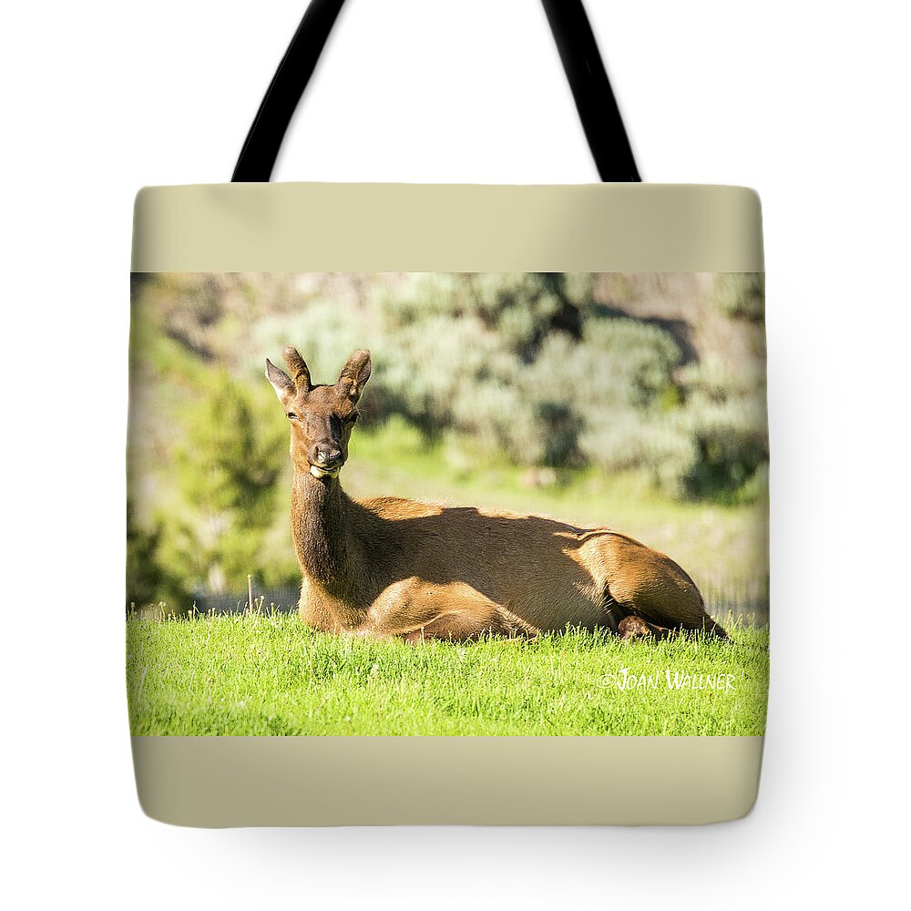 Elk Tote Bag featuring the photograph Elk  by Joan Wallner