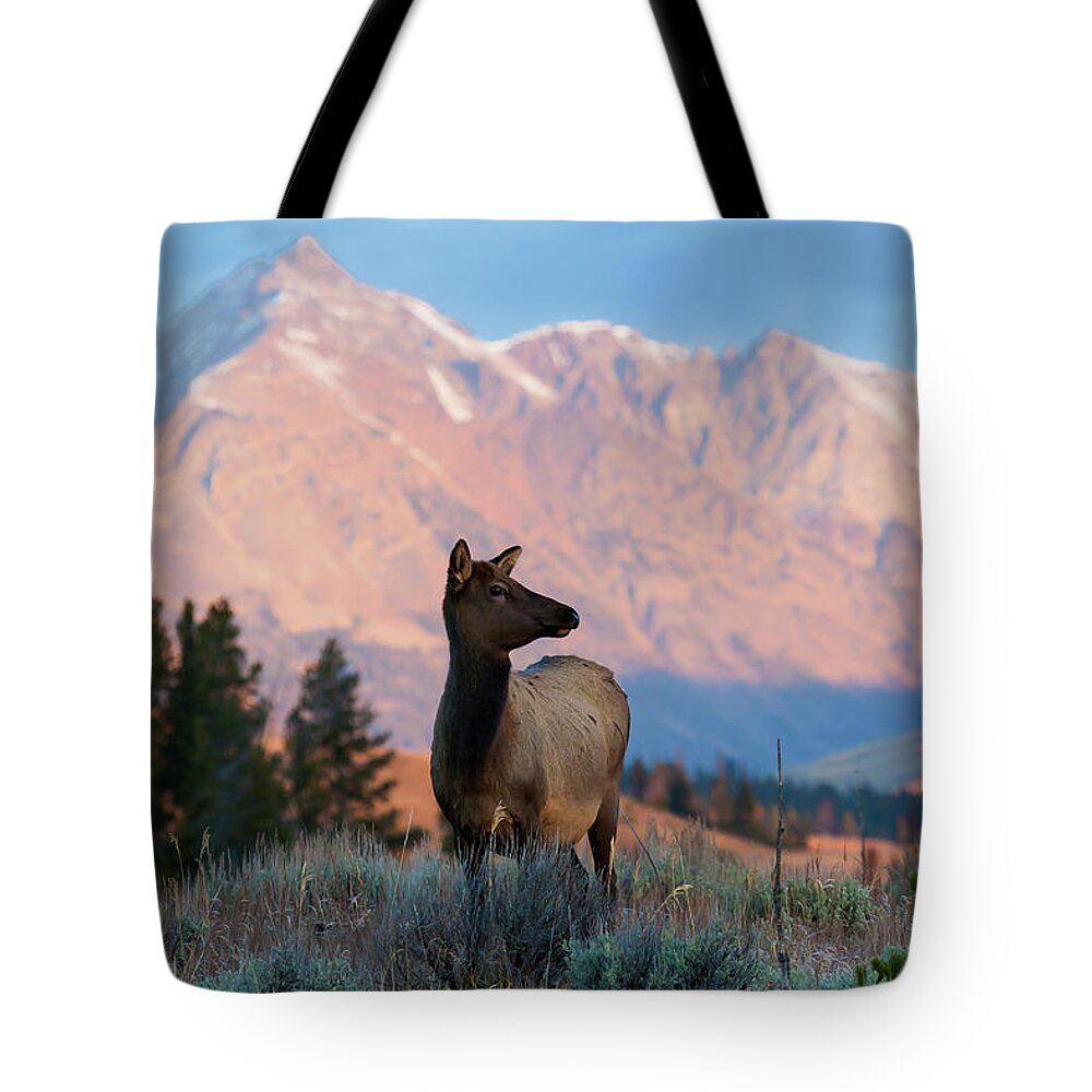 Elk Tote Bag featuring the photograph Elk Majesty by Mark Miller