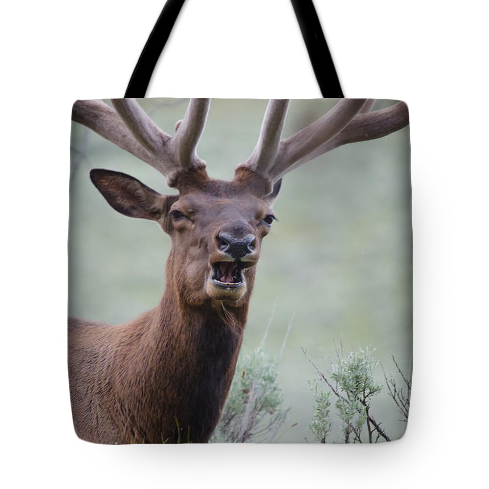 Bull Elk Tote Bag featuring the photograph Elk Portrait by Crystal Wightman