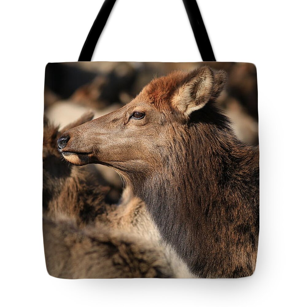 Elk Portrait Tote Bag featuring the photograph Elk portrait by Lynn Hopwood