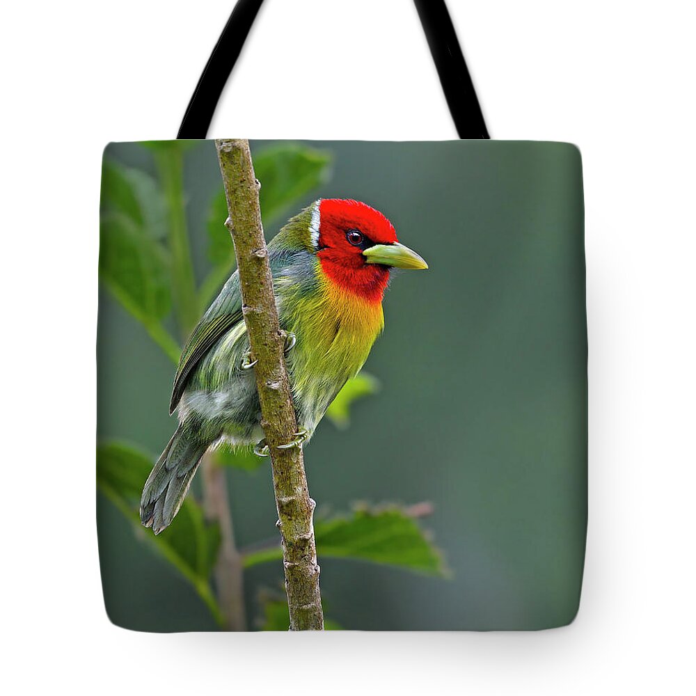 Red-headed Barbet Tote Bag featuring the photograph Embarrassed by Tony Beck