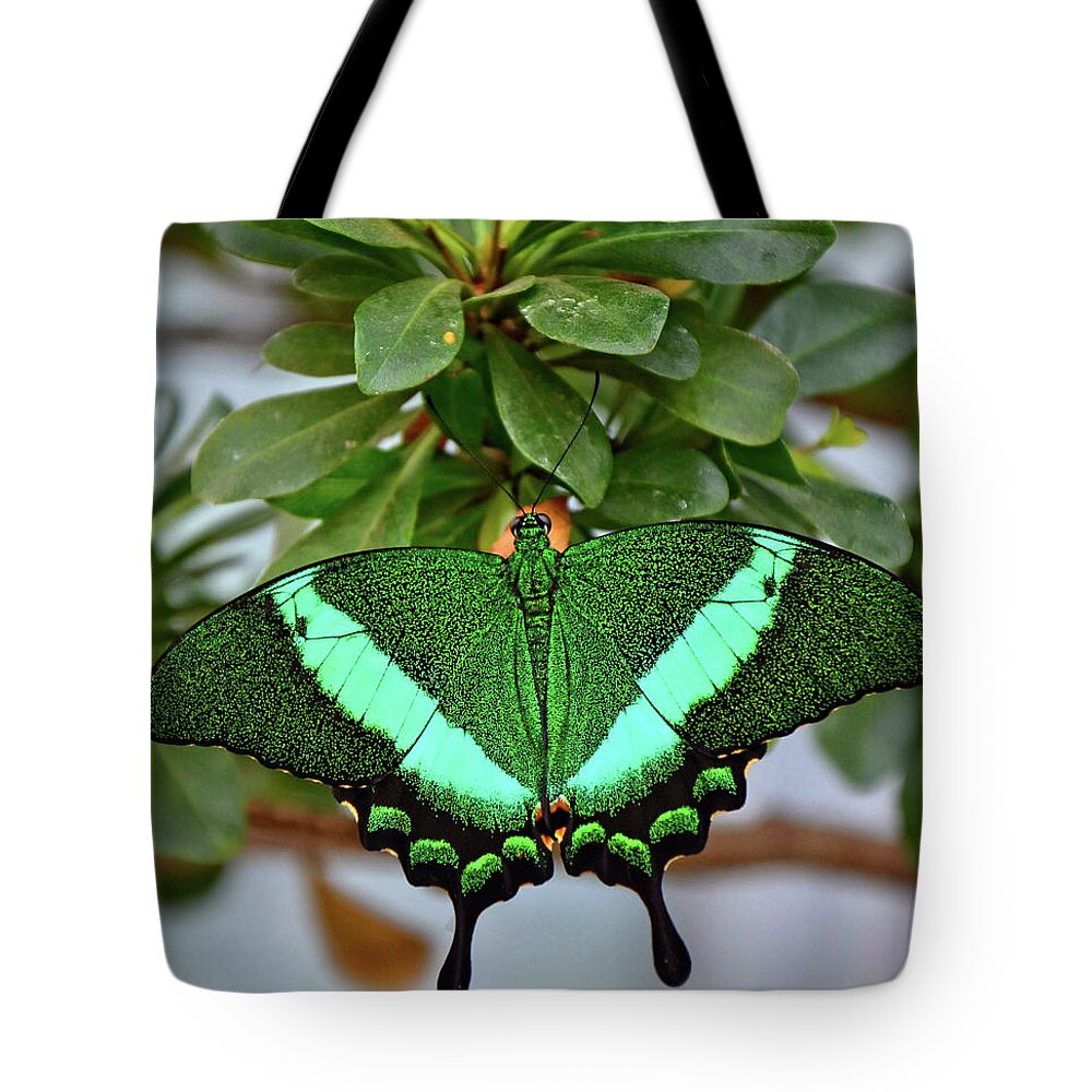 Emerald Swallowtail Butterfly Tote Bag featuring the photograph Emerald Swallowtail Butterfly by Ronda Ryan