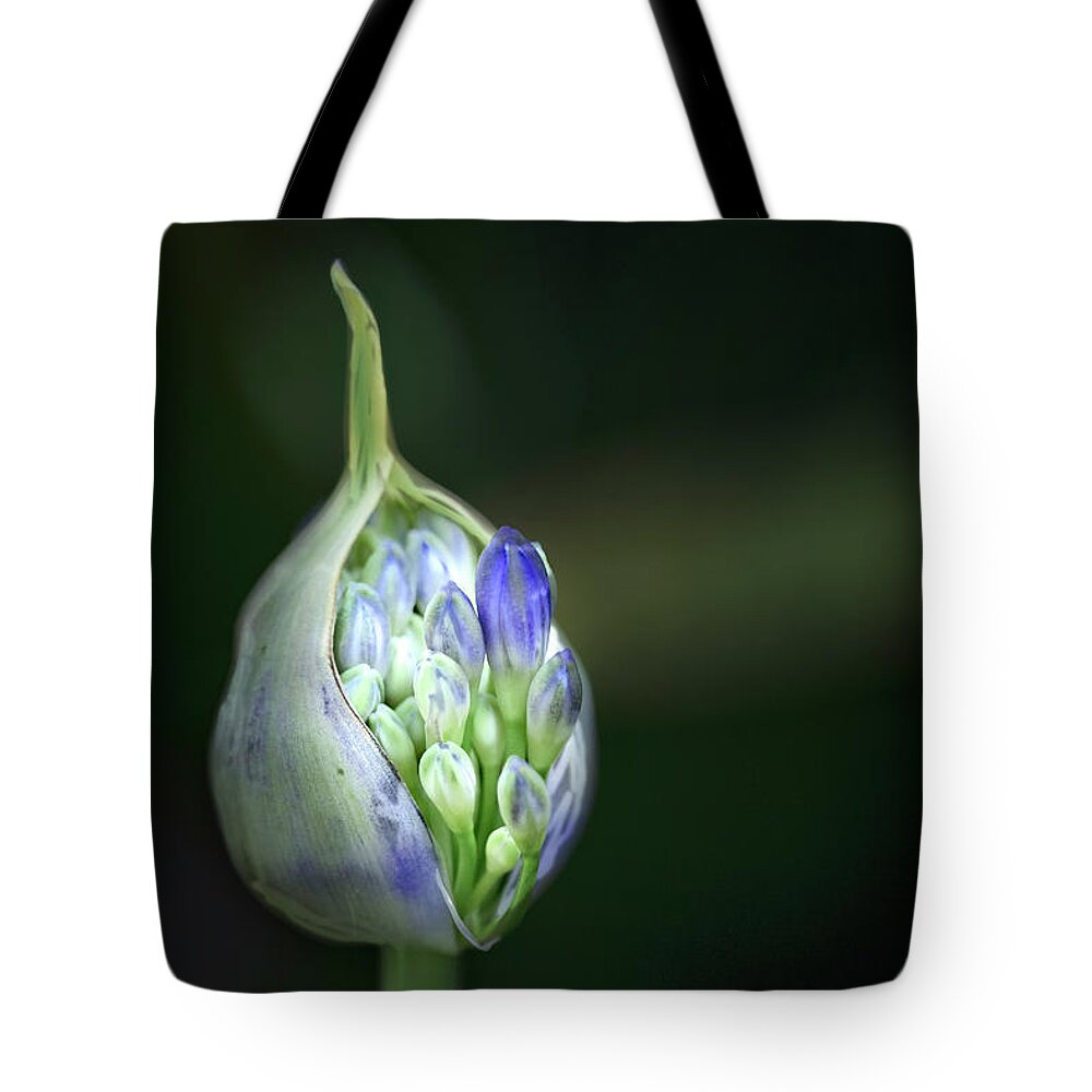 Agapanthus Tote Bag featuring the photograph Emerging by Catherine Reading