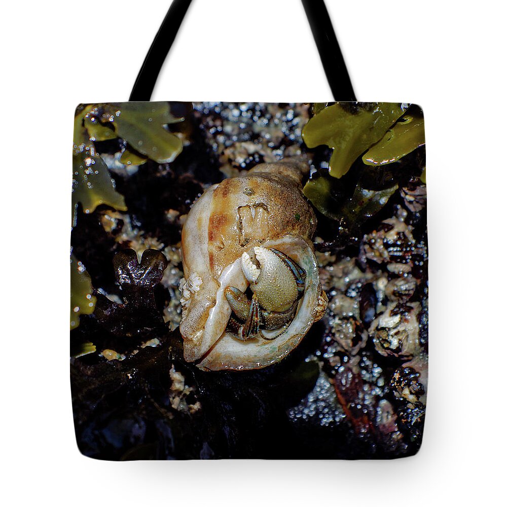 Adria Trail Tote Bag featuring the photograph Emerging Hermit by Adria Trail
