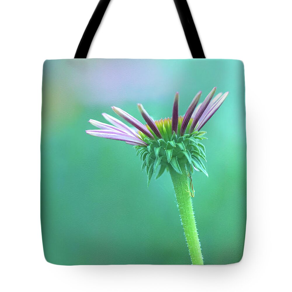 Coneflower Tote Bag featuring the photograph Emerging Purple Conefower Reaching for the Sky by Anita Pollak