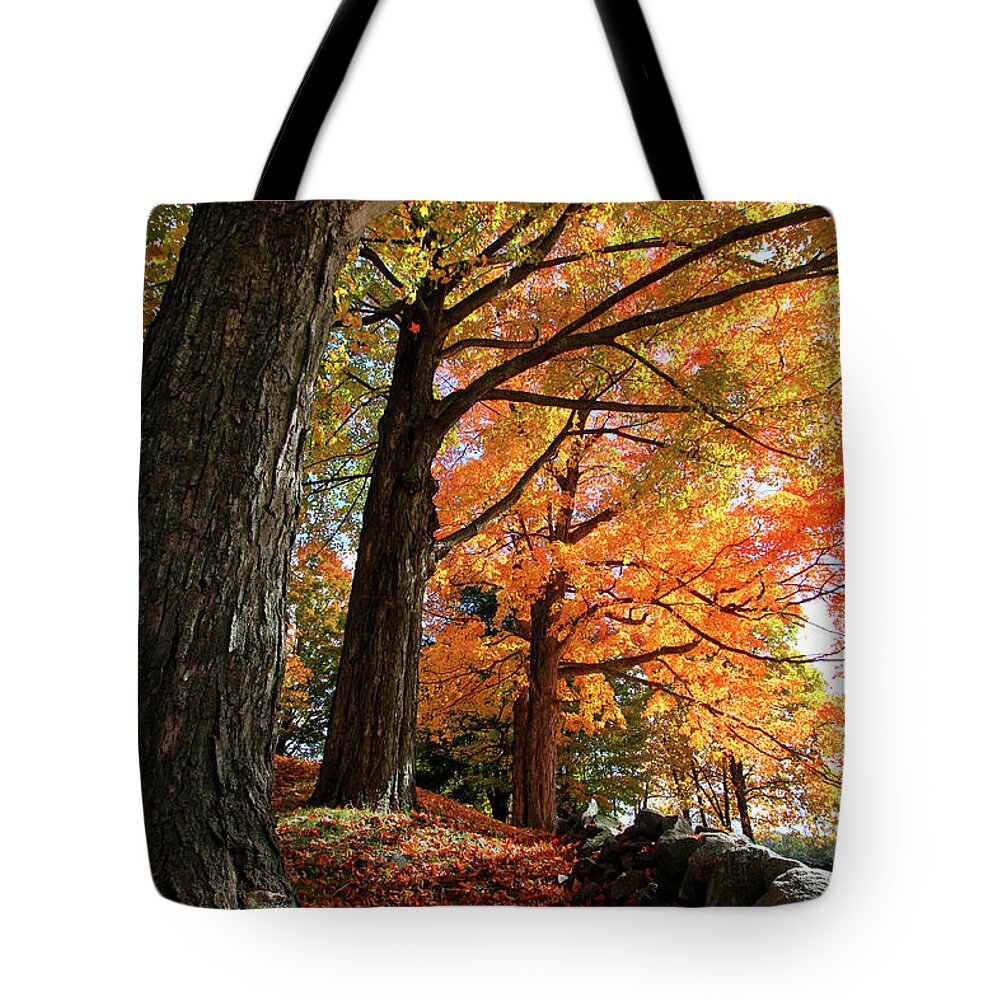 Photography Tote Bag featuring the photograph Emery Farm Trees Fall Foliage by Brett Pelletier