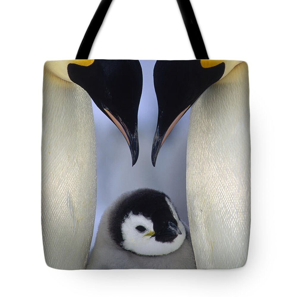 00140140 Tote Bag featuring the photograph Emperor Penguin Family by Tui De Roy