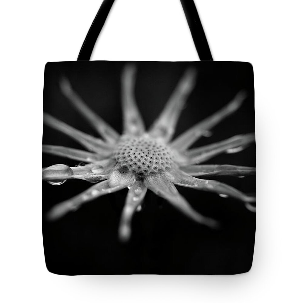 Dandelion Tote Bag featuring the photograph Empty by Karen Harrison Brown