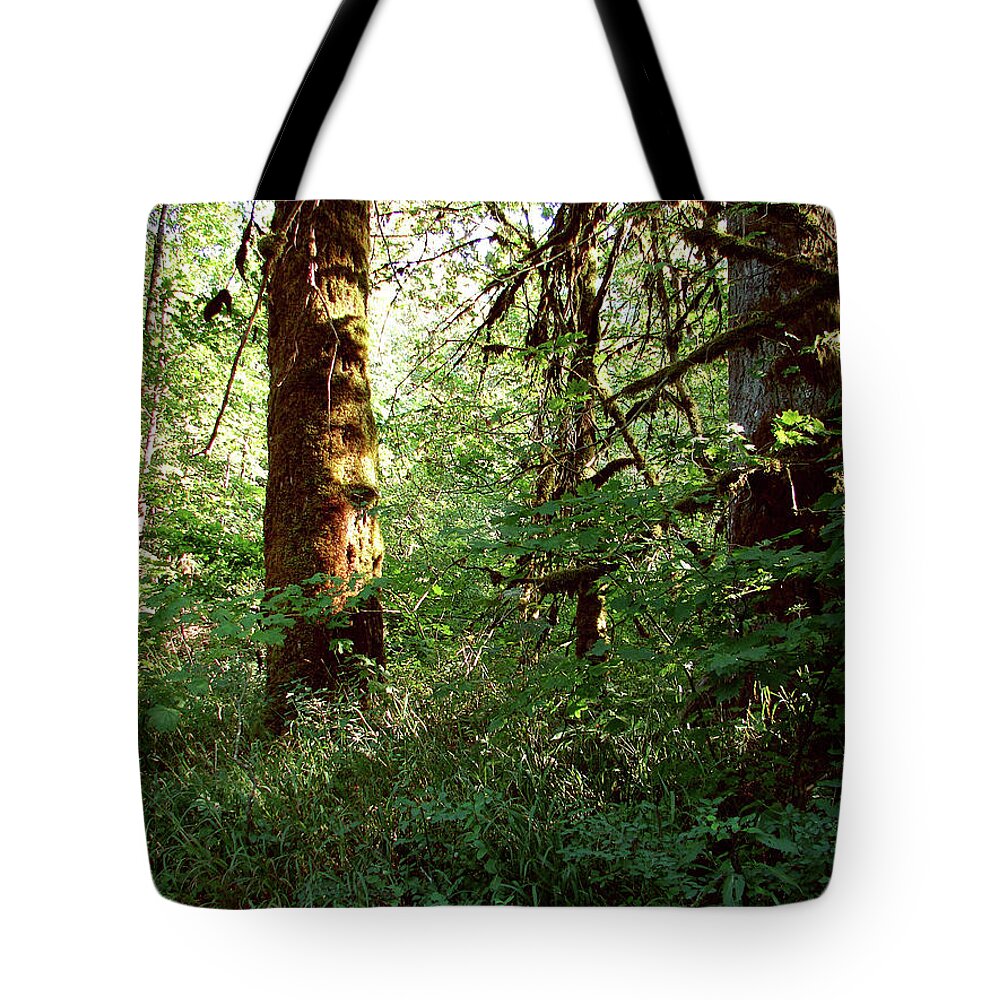 Forest Tote Bag featuring the photograph Enchanted Forest by Blair Wainman