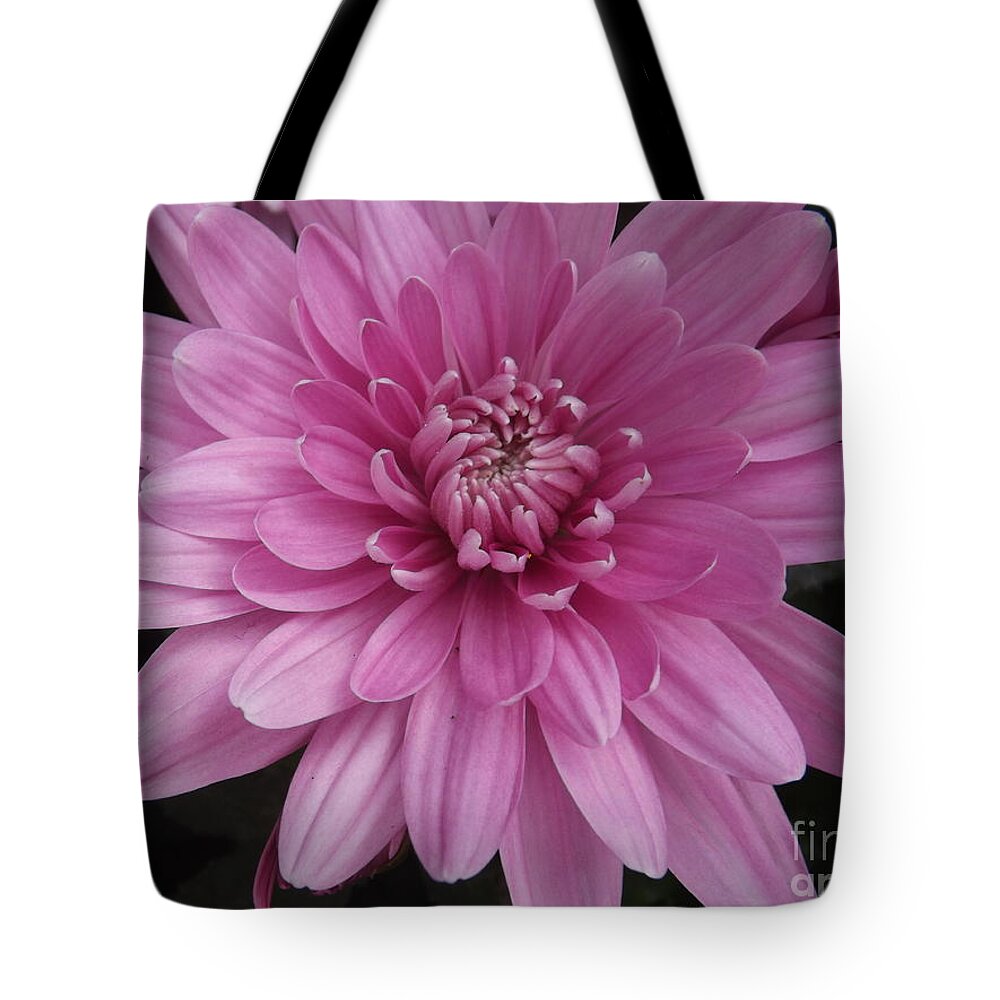 Chrysanthemum Tote Bag featuring the photograph Enchanting Pink by Lingfai Leung