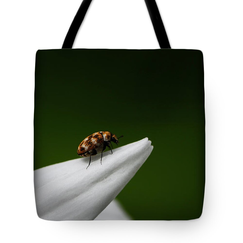 Bug Tote Bag featuring the photograph End of the Road by Andrea Silies