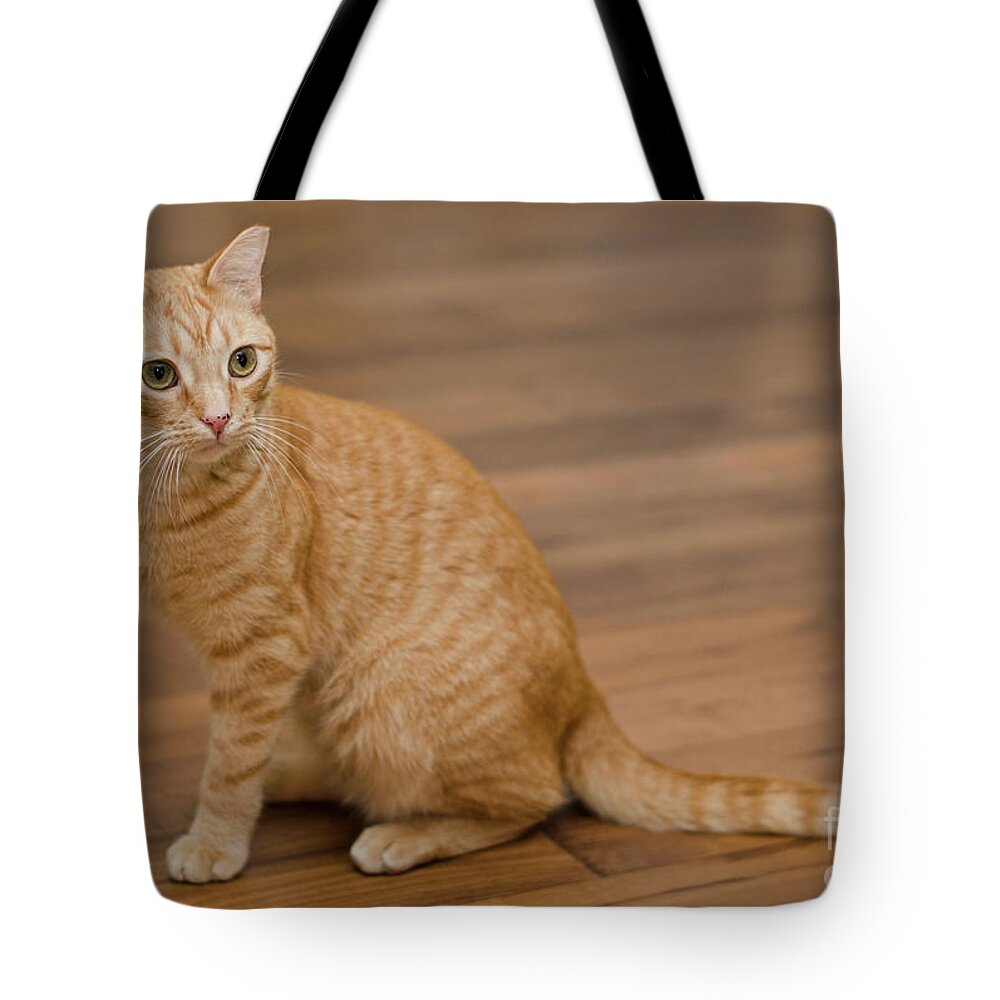 Red Tabby Cat Tote Bag featuring the photograph Enrique 1 by Irina ArchAngelSkaya