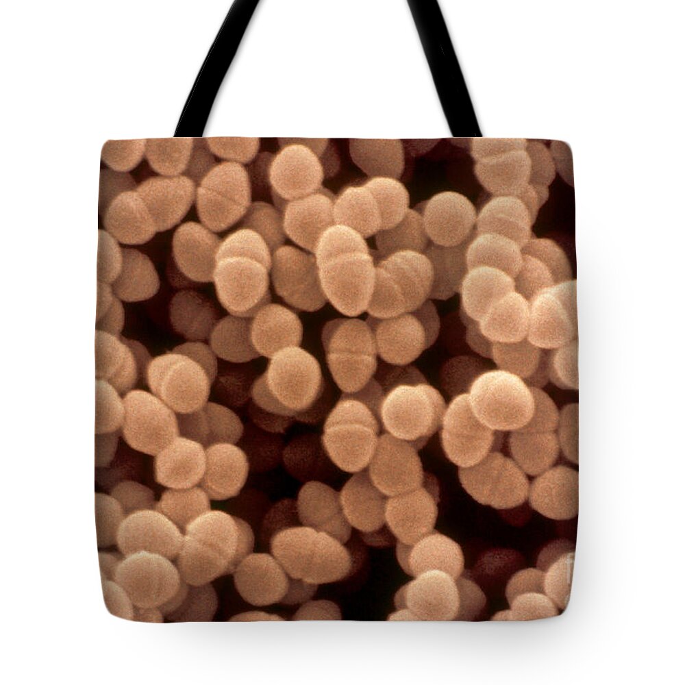 Science Tote Bag featuring the photograph Enterococcus Faecium, Sem by Scimat