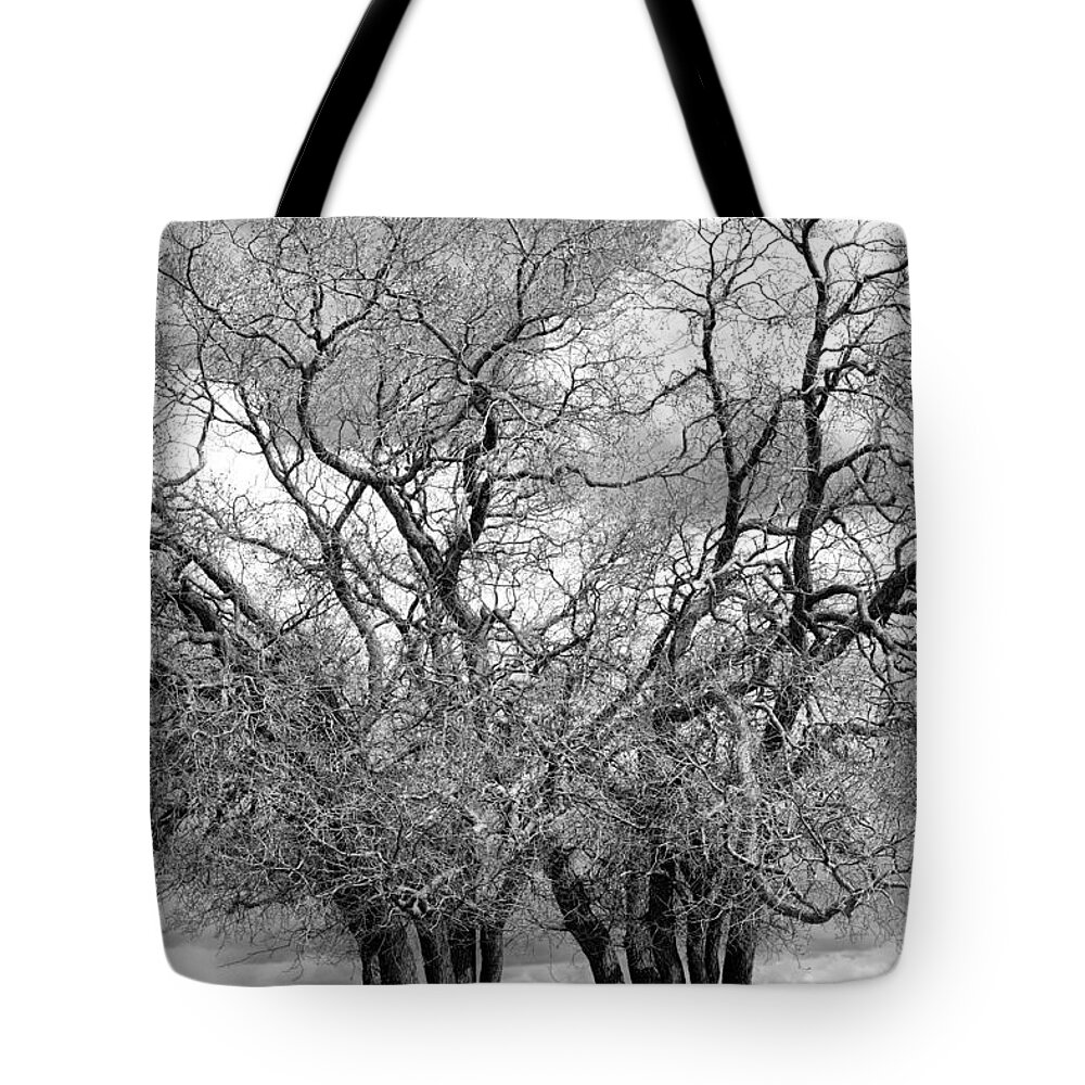 Trees Tote Bag featuring the photograph Entwined by Denise Bush
