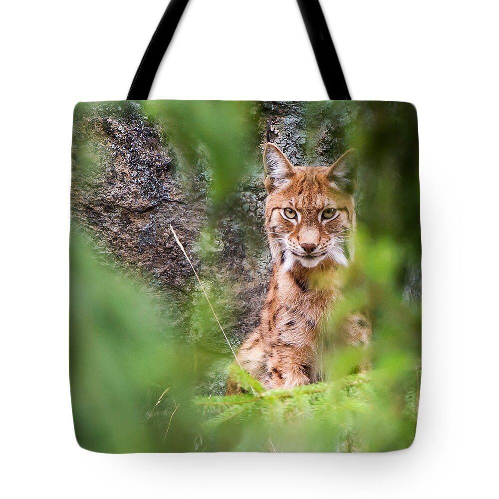 Eurasian Lynx Tote Bag featuring the photograph Eurasian lynx by Torbjorn Swenelius