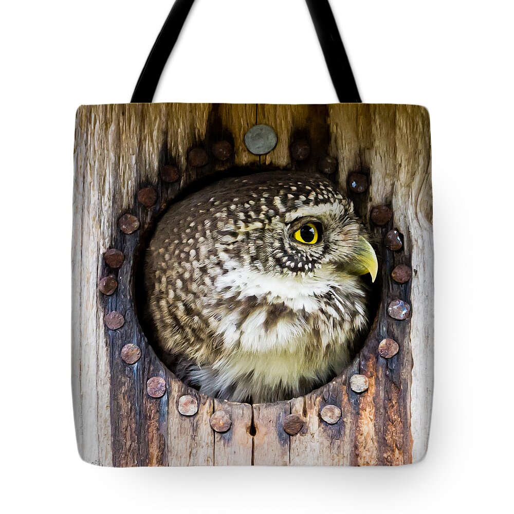 Eurasian Pygmy Owl Tote Bag featuring the photograph Eurasian pygmy owl in profile by Torbjorn Swenelius