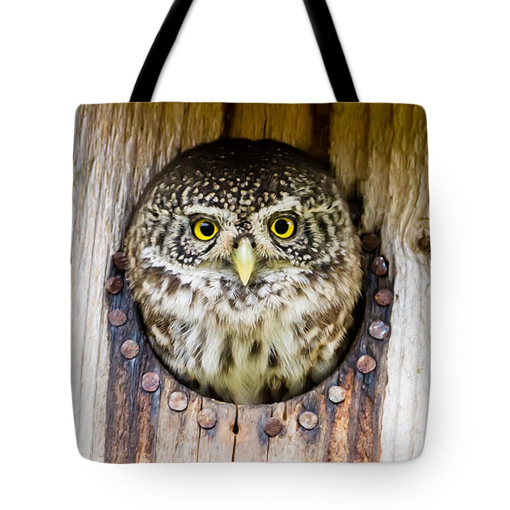 Eurasian Pygmy Owl Tote Bag featuring the photograph Eurasian pygmy owl by Torbjorn Swenelius